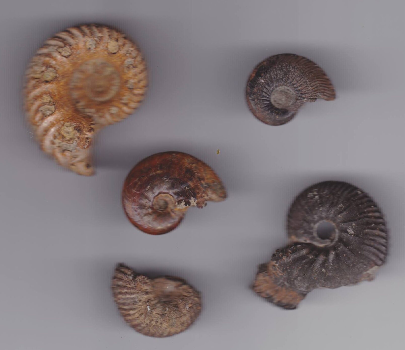 Ammonite Fossils -Folkestone